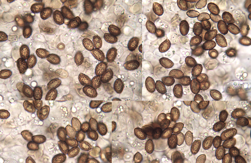 Cortinarius sordescens